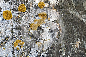 Natural backgound. Texture of slatestone with lichen pattern