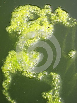 Natural background of a abstract organic slimy substance with algae and small bubbles