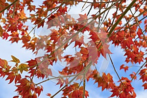 Natural background of Acer wilsonii  Rehder on blue sky background. Maple leaves.