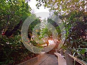 natural background in the afternoon