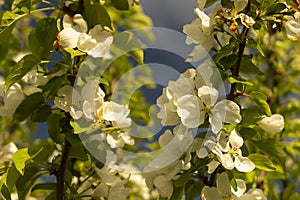 Natural background from aple tree with colour by springtime