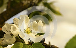 Natural background from aple tree with colour by springtime