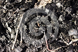 Natural background of ashes