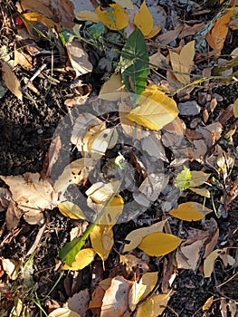Natural background of autumn leaves of different colors, fallen from trees on the grass, conceptual autumn shot