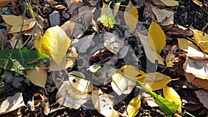 natural background of autumn leaves of different colors, fallen from trees on the grass, conceptual autumn shot