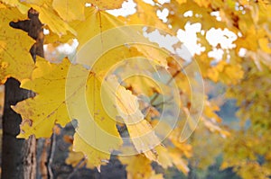 Natural background autumn yellow maple leaves outdoors