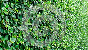 Natural background, backdrop, green shrub with small leaves. Natural hedge, dense wall-like shrub