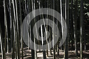 Bamboo forest scene.