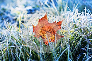 Natural background beautiful bright Golden maple leaf lies on t photo