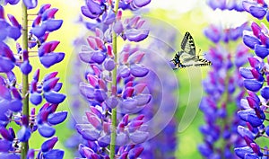 Naturale bellissimo farfalla volare estate giardino Prossimo sul chiaro lilla  viola un rosa trifoglio 