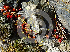 Natural  background, beautiful color texture. Relief texture of brown tree. Stone background. Water background.