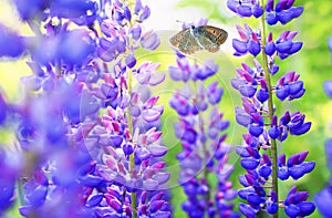 Natural background with a beautiful little blue butterfly flying in the summer garden next to the bright lilac and purple flowers