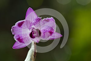 Natural background with the beautiful orchids vibrant Dendrobium parishii three lips at Nursery orchids in Thailand.