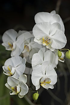 Natural background with the beautiful orchids white phalaenopsis