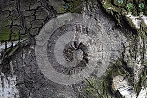 Natural background. Birch bark. Fancy pattern on tree bark