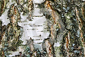 Natural background: birch bark, prepared for use: paintings, to manufacturing of decorative hand-made articles. Selective focus