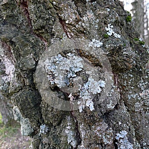 Natural background, birch bark texture