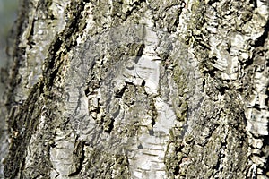 Natural background of the birch tree trunk bark. White wood texture