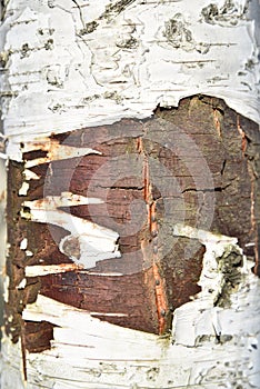 Natural background of the birch tree trunk bark. White wood texture