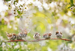 Natural background with birds, sitting on branches with white cherry blossoms in spring in may Sunny garden