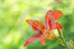 Natural background with bloom lily flower on tender boke