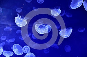 Natural background of blue jellyfishes in water