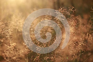 Natural background blur, at dawn, golden, grass, dew