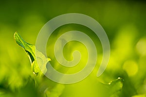 Natural background of blurred bokeh texture, green grass, close up, shallow depth of focus
