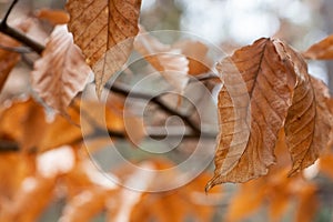 Natural Background of Bokeh Autumn Leaves