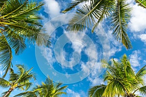 Natural background from Boracay island with coconut palms tree photo