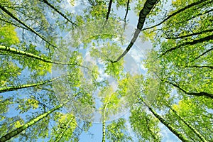 Natural background bottom view of the crowns and the tops of birch trees stretch to the blue clear sky with bright green young