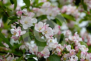 natural background branches of blooming apple tree