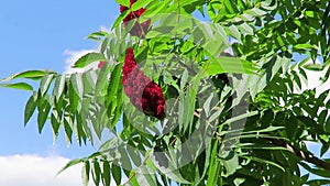 Natural background. A breeze flutters the red inflorescence of the rhus typhina tree.