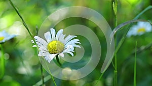 Natural background. A breeze sways a white chamomile in the field on a sunny morning.