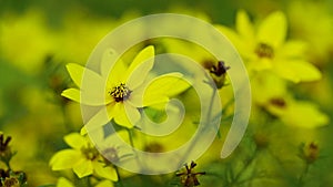 Natural background. A breeze sways yellow flowers of coriopsis in the garden on a sunny morning.