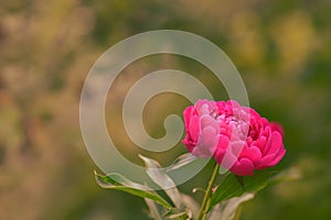 Natural background with a bright pion. Beautiful artistic image photo