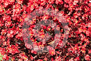 Natural background of bright red begonia everblooming flowers.