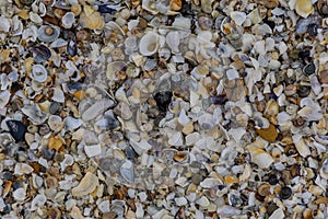 Natural background of broken seashells on beach.