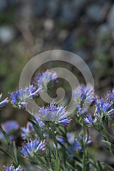 Natürlich aus aus bunt Blumen 