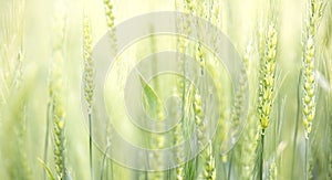 Natural background - Close-up background of growing wheat in the field