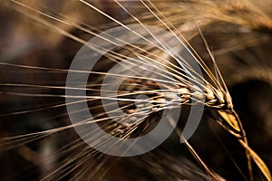 Natural background, close-up of dry wheat stem.