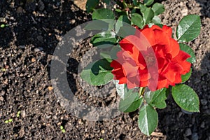 Natural background. Close up image of the red rose in the garden