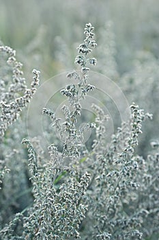 Natural background. Closeup of steppe autumn grass