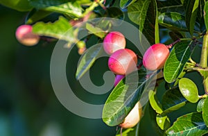 natural background concept. tropical Carissa carandas,Carunda,Karonda seeds ripe colorful on tree.blur background.selective focus