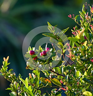 natural background concept. tropical Carissa carandas,Carunda,Karonda seeds ripe colorful on tree.blur background.selective focus