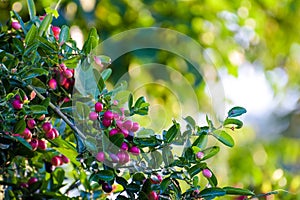 natural background concept. tropical Carissa carandas,Carunda,Karonda seeds ripe colorful on tree.blur background.selective focus