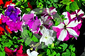 The natural background consists of several petunia flowers of different colors.