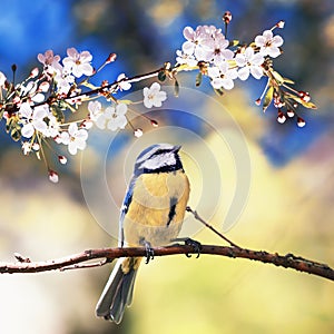 Square natural background with cute bird chickadee sitting among the white flowers of the cherry in the may spring fragrant garden