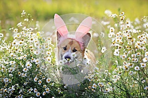 Natural background with cute Corgi dog puppy sitting on a summer Sunny meadow surrounded by white daisies flowers in pink rabbit