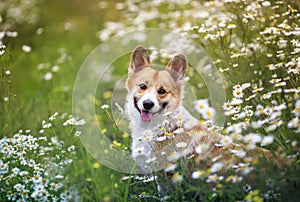 Natural background with cute Corgi dog puppy sitting on a summer Sunny meadow surrounded by white Daisy flowers